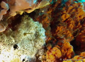 Malendure - îlet Pigeon